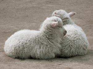 picture of two lambs